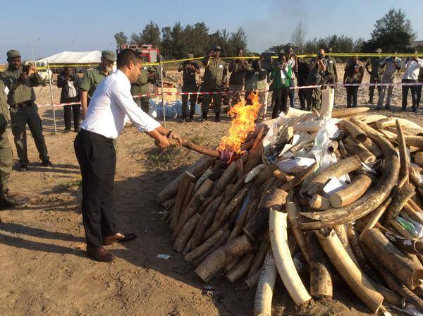 Governo manda incinerar cornos de rinoceronte